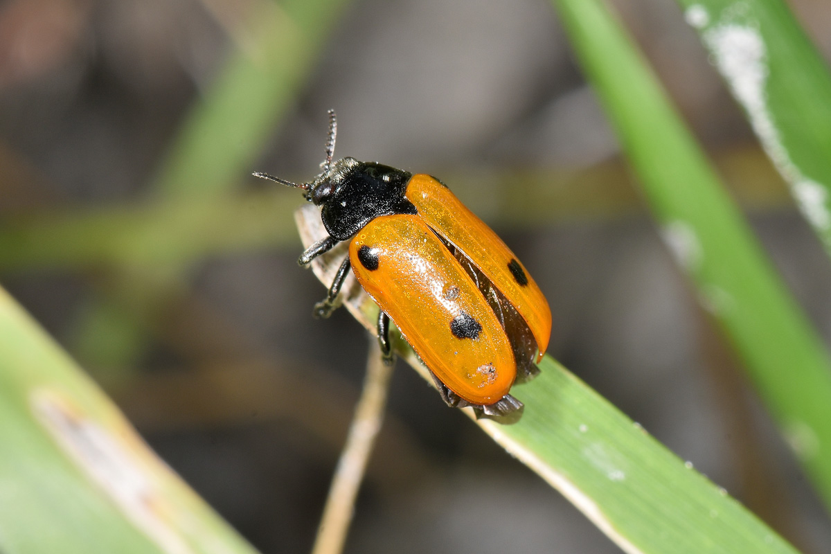 Chrysomelidae:  Clytra sp.?  S ! Clytra cfr. quadripunctata